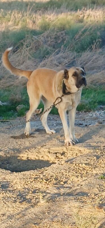 золотистый ретривер бишкек: Гурдбасар, 2 года, Самка, С прививками, Платная доставка — 2