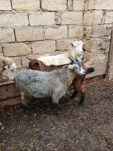 heyvan satisi tap az: Atalari erkey alpindir.Göy olan erkey.Digeri dişidir.Ekizdiler.Bir — 1