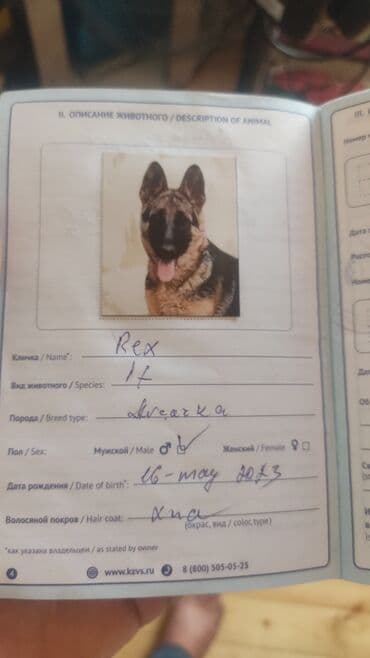 Alman çoban iti, 2 il, Erkek, Sənədli