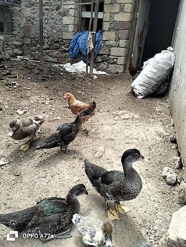 Zümrüd krasnodar macar mirvari balaları 2 aylidilar Xüsusiyyətlər: -