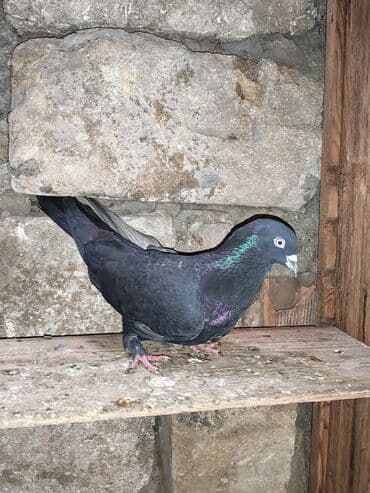 yasil bas ordek: Qara rəngdə göyərçin - Növ: ev göyərçini - Rəng: qara (boyun və — 4