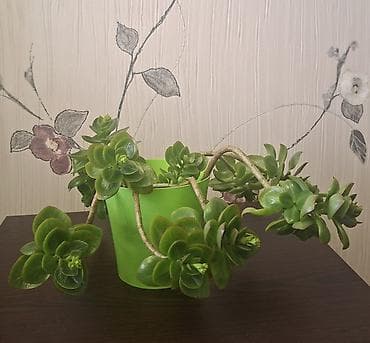 Satılır: otaq bitkiləri (şəkillərdəki qabları ilə) 1) Oxalis