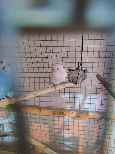 dalmatin: 3 ədəd bala vermiş 1 illik dişi papuqay. Cütə qoş bala versin. Cox — 9