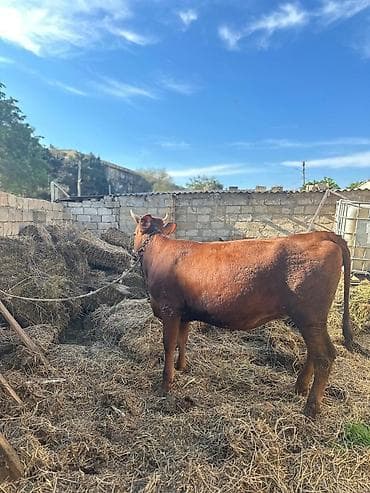 iri buynuzlu: Crasni Step Etlik verilmir hec km narahat etmesin - Payızlıq otlaq və — 1
