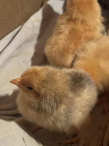 simental erkek dana: Toyuq cücələri, Damazlıq, Ünvandan götürmə — 2