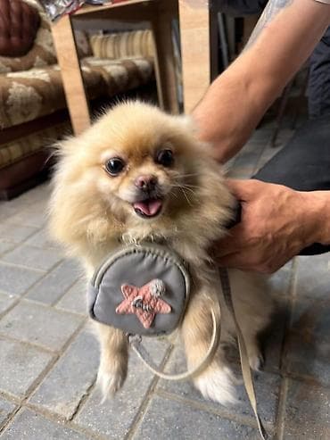 kanı kors: 🐶 Satılır – Çox Şirin Dişi Pomeranian (Spitz) 🐶 2 yaşlı, dişi, çox — 2