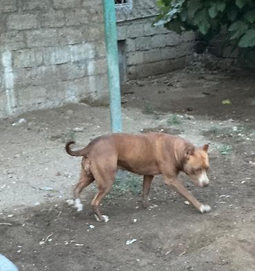 pitbul: Pitbul, 3 il, Dişi — 6