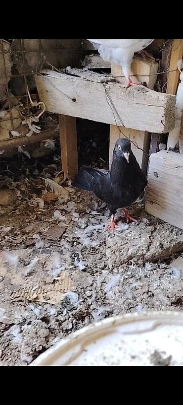 15 tuk orta quyruqu ciriq. Dizden ciplaq bala tutuldu maraqlanan