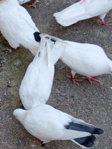 Quşlar: Goyercinler ciiii balalar.ucuwlarina oynagkarina cvbdehem nomrede — 8