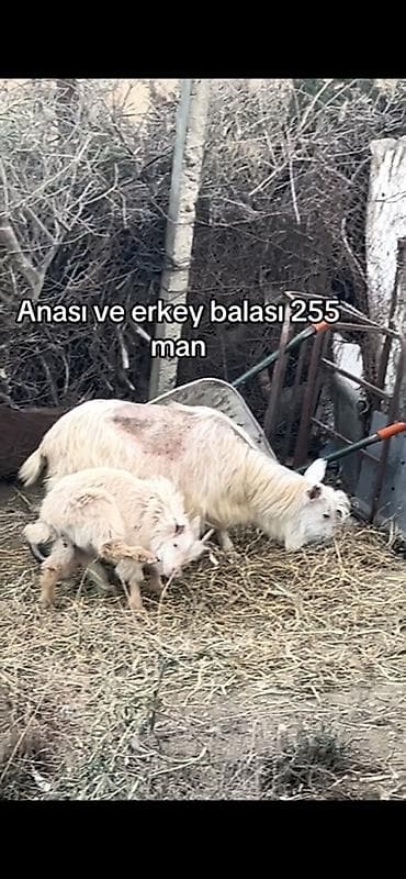 itlerin satisi ucuz: Sannen erkey bala ile buyrun Ana keçi və erkək balası birlikdə — 4