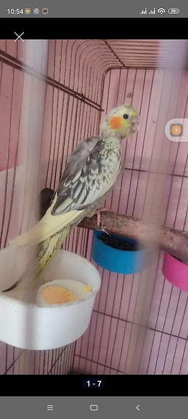 sarı quş: Nimfa (cockatiel) tutuquşu – sarı, boz və krem rənglərin qarışığı olan — 1
