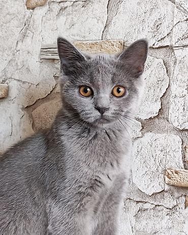 pisiklər: Britan — 5