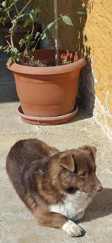 çin aslanı: Erkek — 3