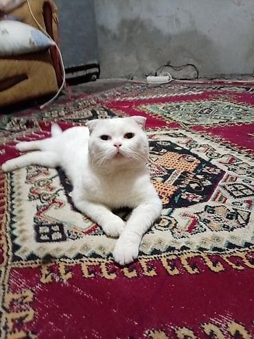 Şotland, Dişi, Cütləşmə üçün