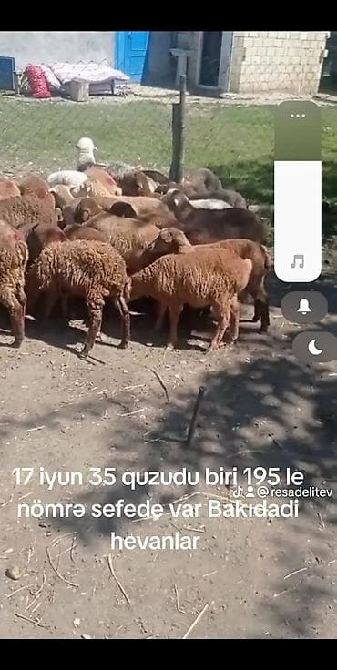 Mal-qara: 35 baş quzu satılır. - Say: 35 ədəd - Növ: yerli quzu (qarışıq — 1