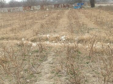 аренда дачи в баку: 8 соток, Для строительства, Собственник, Купчая — 1