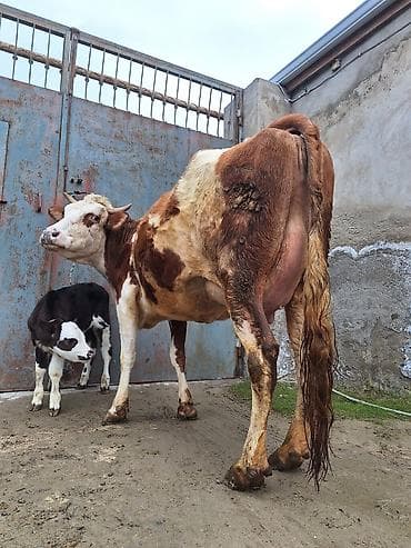 Atlar: 14 litir süd verir 7 gündü doğub 3 qarına doğub balası erkəydi — 3