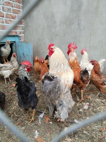 toyoq xoruz: Xoruz, Brama, il: 3, Ünvandan götürmə — 2