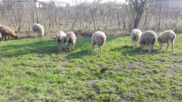 Коровы, быки: 8 ədəd quzıdı — 1