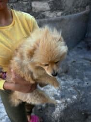 доска объявлений собаки: İt satılır — 6