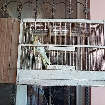 qus: Nimfa (Cockatiel) papuqayı və qəfəs dəsti - Növ: Nimfa papuqayı — 1