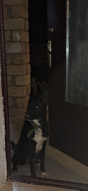 itlerin sekilleri: 2 il, Dişi — 1