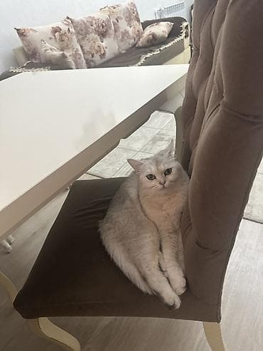 2 ci el guzgu: Disidir.1 yasi Var! yüksək arxalı, yumşaq oturacaqlı stul - Rəng və — 1