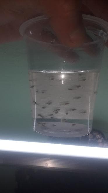 it qiz sekilleri: Quppi, Sülhsevər — 2