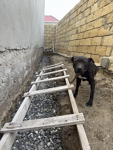 it haqqinda melumat: Pitbul, 1 il, Dişi, Peyvəndli — 6