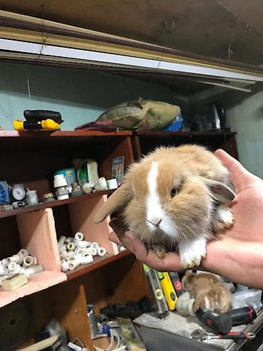 dekarativ heyvanlar: Karlik sallag qulaq balalari Rəng: qızılı-krem və ağ ləkəli Tam — 5