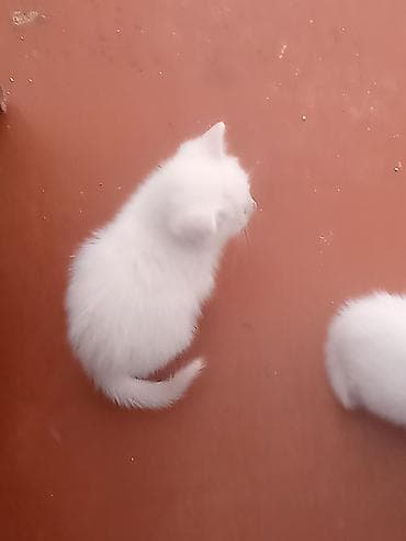 pişik şotlant: Tabbi, Yaxşı əllərə — 2