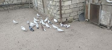 Akvariumlar: Təgizilmə Quşlar di Hamsi Bir quşxananin Quşlardi Törəmə di — 1