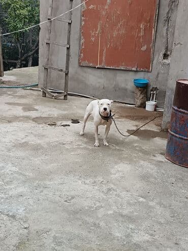 oglan it adlari: Ağ rəngli, əzələli, orta-böyük ölçülü it. Qısa tüklü, qulaqları kəsik — 9