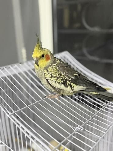 qus nömreleri: Nimfa (cockatiel) tutuquşu və qəfəs dəsti - Növ: Nimfa (cockatiel) - — 1