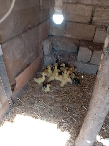 Satılır lal ördək balaları.10 denesi kom satilir bir 5 manata