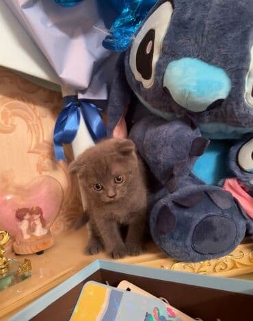 вислоухий кот цена: Şotland yastı qulaq — 1