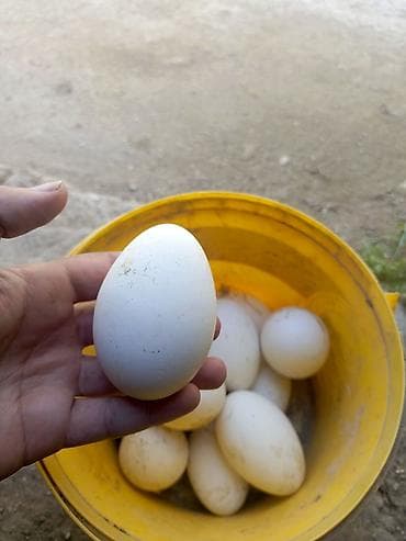 canavar balasi satilir: Qaz yumurtasi linda 12denedi — 2