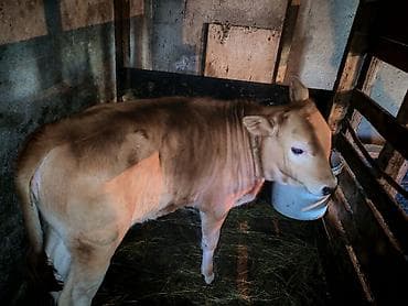 iri buynuzlu heyvan satisi: Dişi, il: 4, Südlük — 2