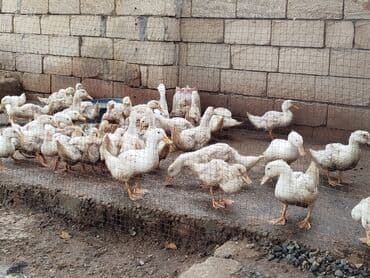 енот в баку купить: Kuban ve Pekin ordekleri. 3 aylarinda 3 kilo et verirler. Ay — 1