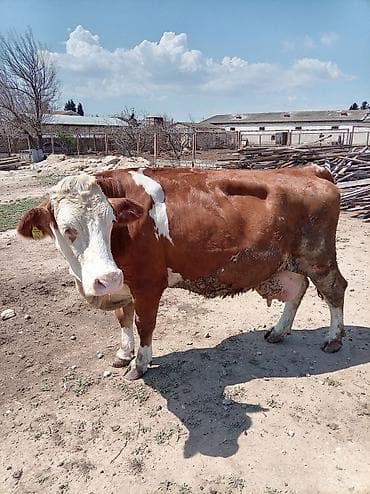 şvis inək: Südlük inək – 4 baş - Cins: qarışıq südlük (qara-ağ və ağ-qəhvəyi — 9