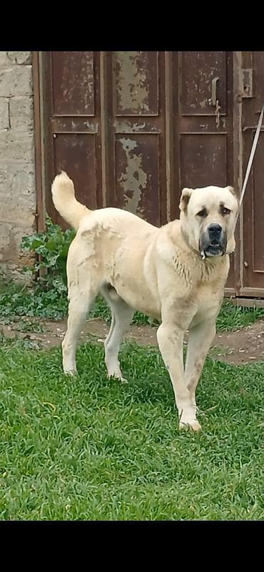 i̇tlər: Qurdbasar, 2 il, Erkek, Peyvəndli, Ödənişli çatdırılma — 9