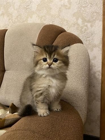 lalafo pisik: Şinşilla, Dişi — 5