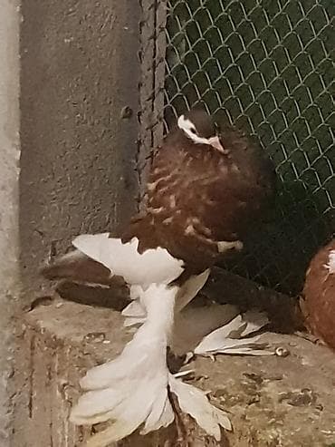 ingilis setter it cinsi: Pişiklər — 7