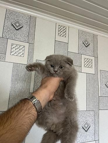 pişik almaq: Şotland yastı qulaq, Erkək — 2