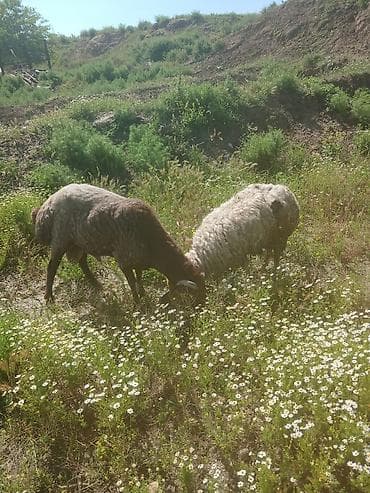 balaken heyvan satisi: Qoyun – quyruqlu yerli cins (erkək) - Cins: Yerli yağlı quyruqlu — 9