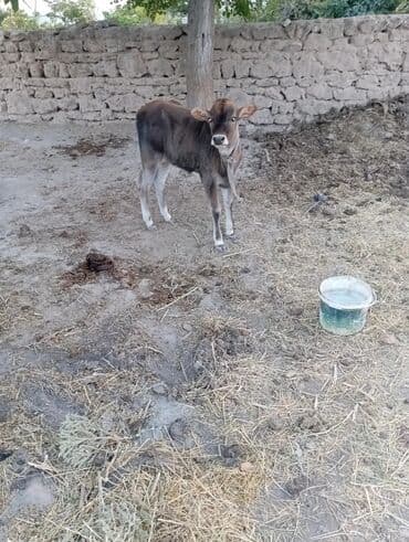inək neçə aya doğur: Mal-qara – inək və buzağı - Şəkillərdə ana inək və onun buzağı — 1