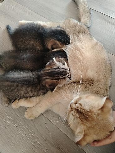 pişik ev: Şotland — 6