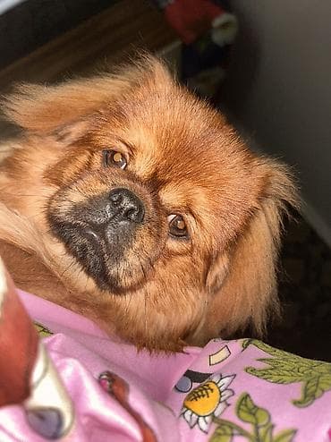 Pekines, 5 ay, Erkek, Peyvəndli lalafo.az -da Pekines, 5 ay, Erkek, Peyvəndli