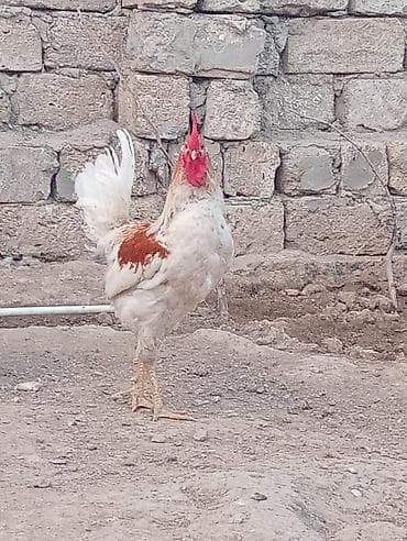 kəklik quşu: Cavan viddi becedi — 3