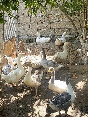 gence it bazari: Salam yerli qazlar 27manat 31dene qazdi emircan — 5